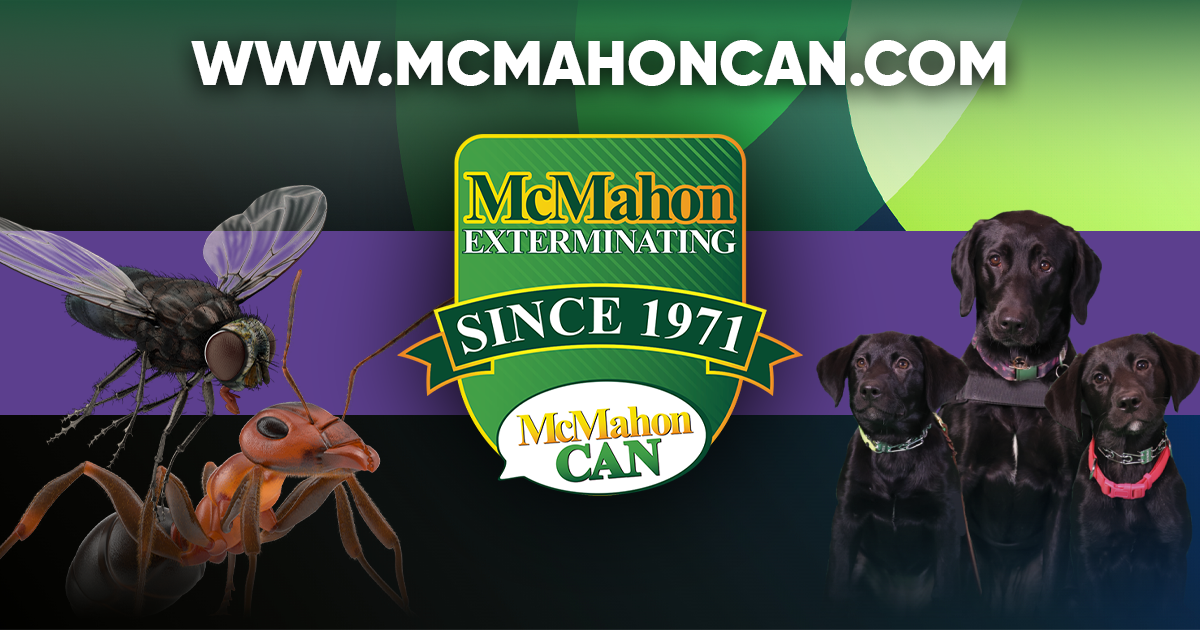 Pest Control McMahon Exterminating Cicada Killer Wasp