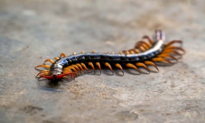 Centipedes