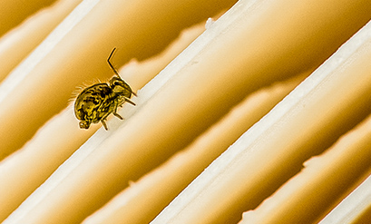 Springtails