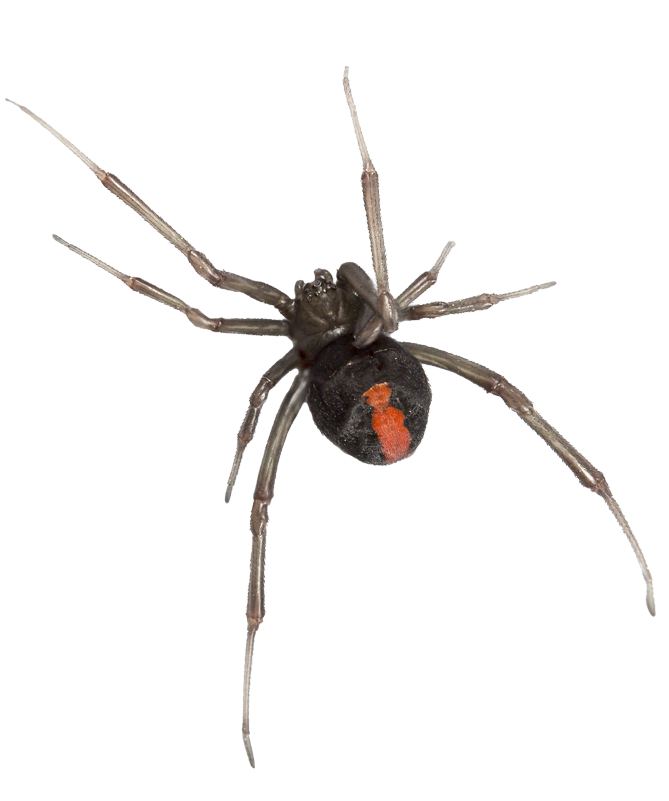 Black Widow