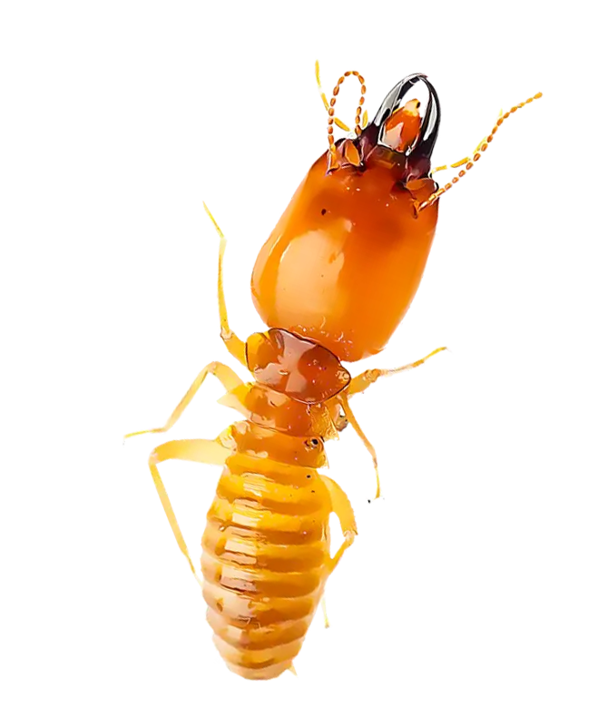 Termite