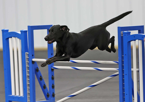 Raven Jumping On Agility Course