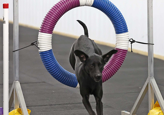 Raven Jumping Over Obstacle