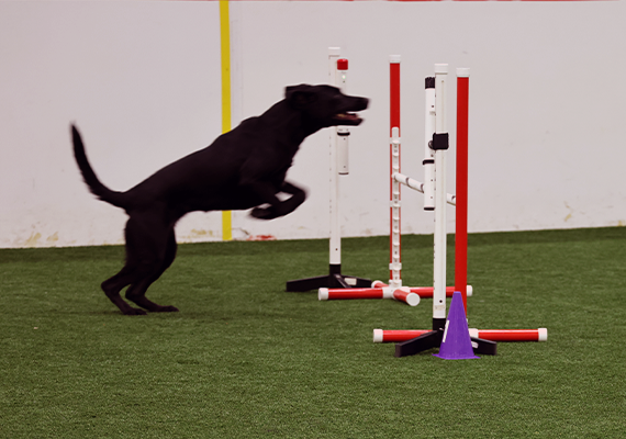 Raven Jumping On Agility Course