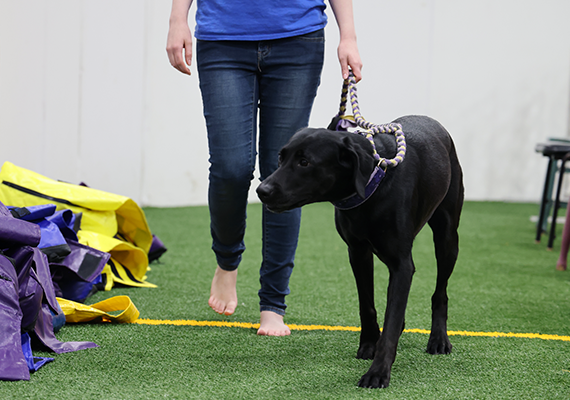 Raven Walking With Shelby