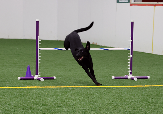Raven Jumping Over Course Obstacle