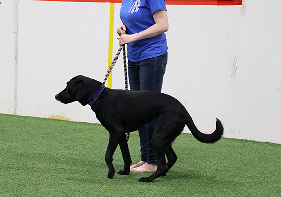 Raven Standing at Attention With Shelby