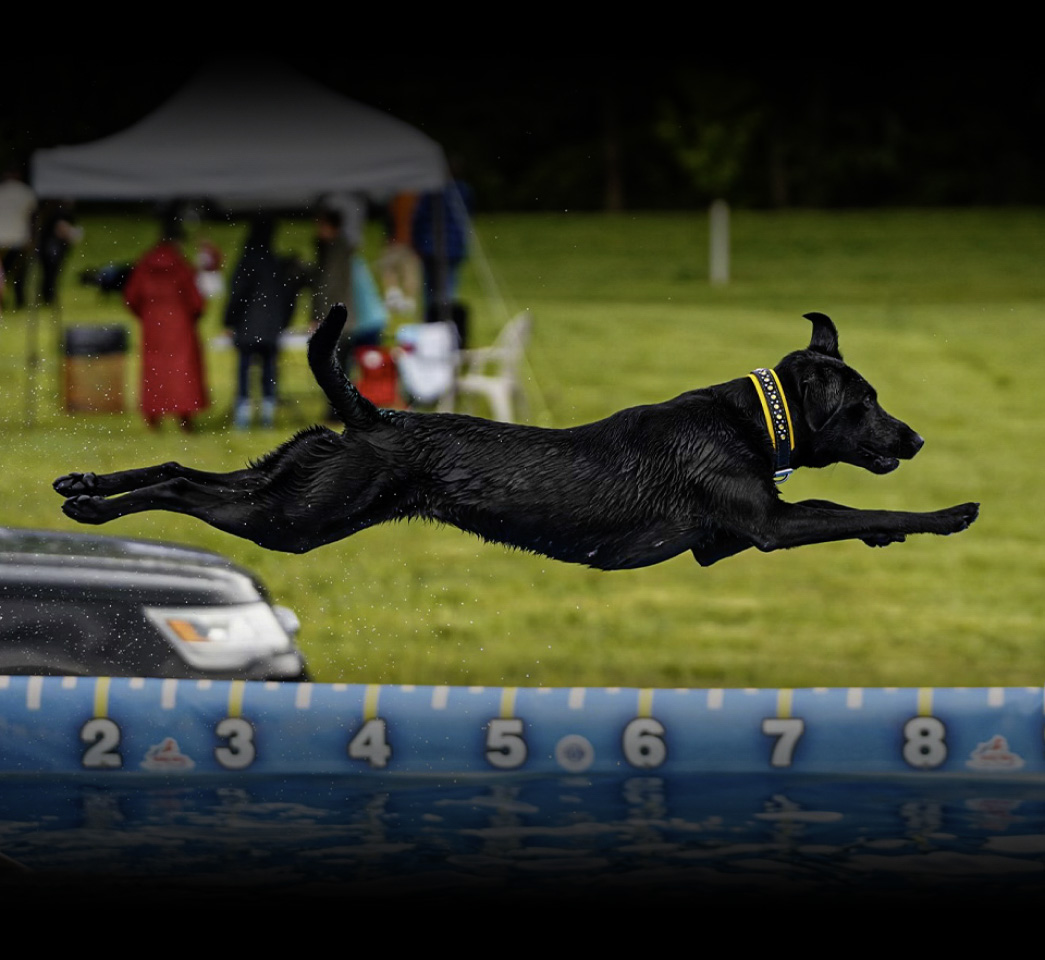 Dog Jumping