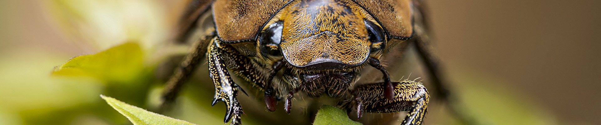 Beetles Page Header