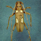 Ivory Marked Beetles