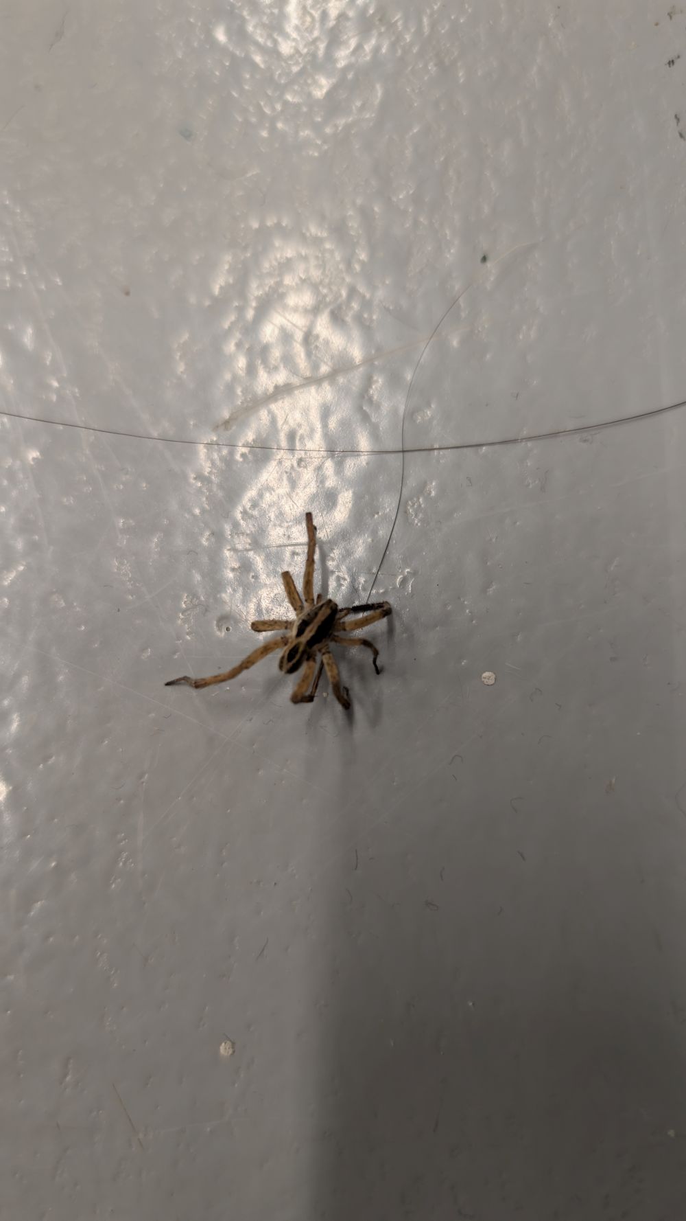 David Rasure Bug Submission