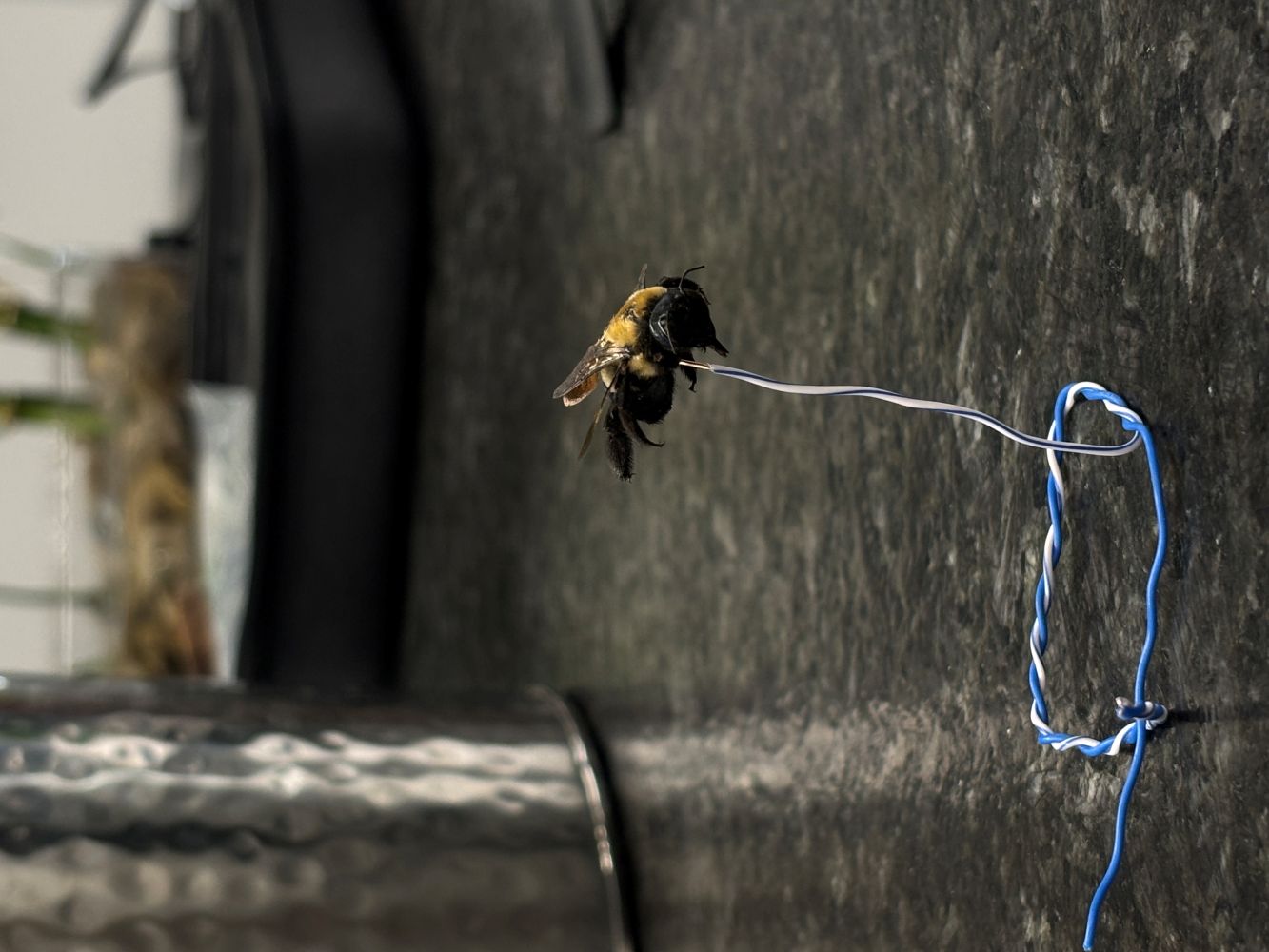 Jayda Poag Bug Submission