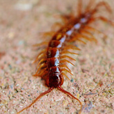 Common Brown Centipede