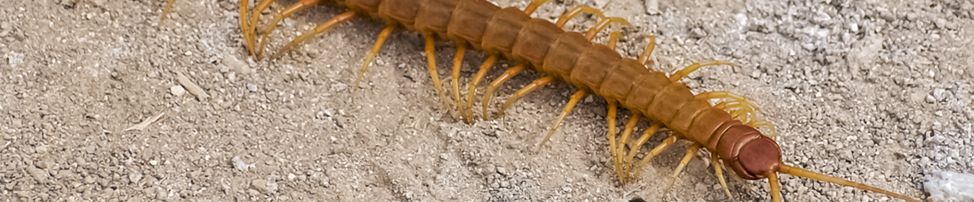 Common Brown Centipede Page Header