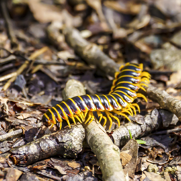 Centipede Crawling in the Leaves