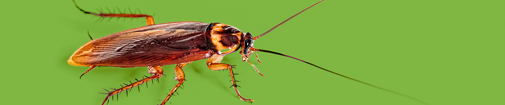 American Cockroach Page Header
