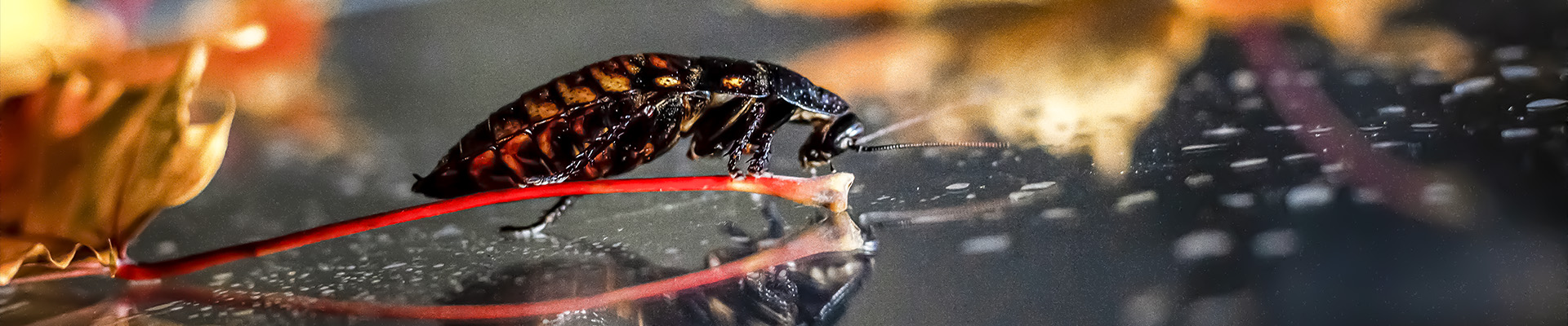 Cockroaches Page Header