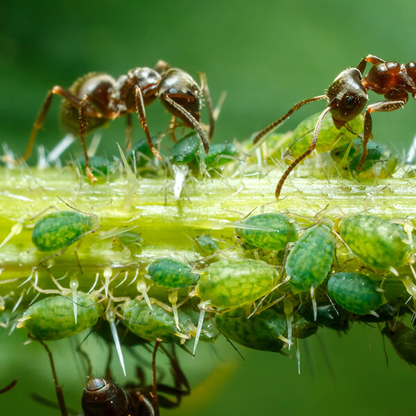 Ants on a stick