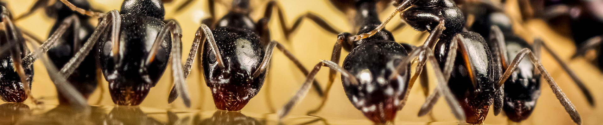 Odorous House Ant Page Header