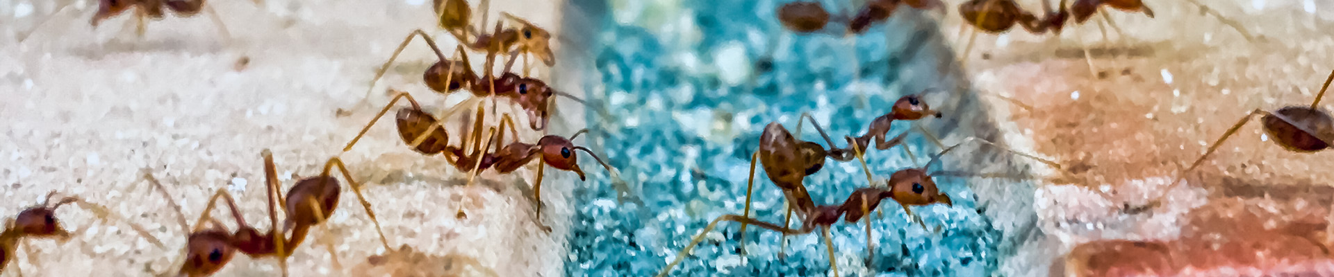 Pavement Ant Page Header