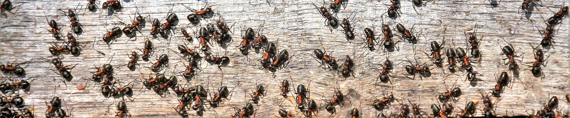 Ant Control Page Header
